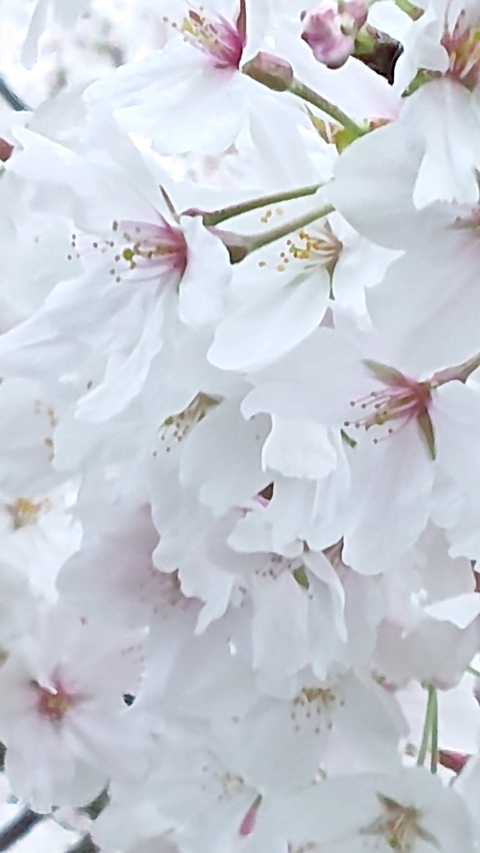 Close-up, flower wallpapers