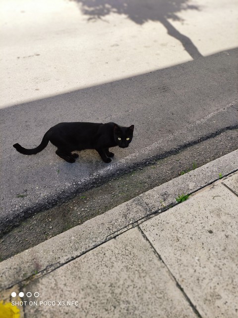 mini panther ??