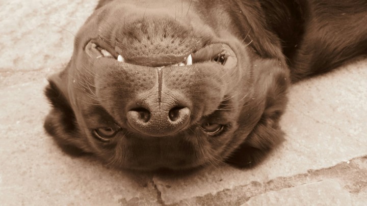 Upsidedown