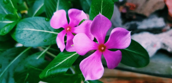 Flower