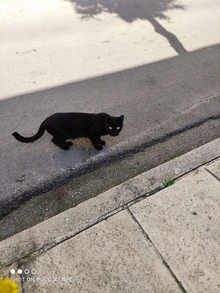 mini panther ??