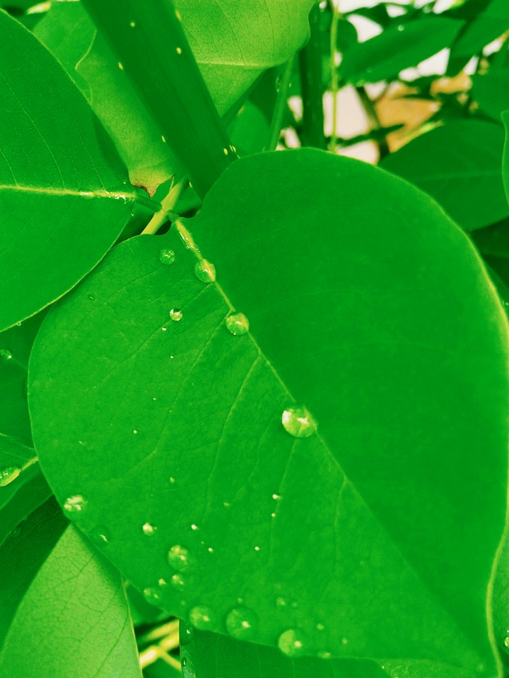 wet green leaf