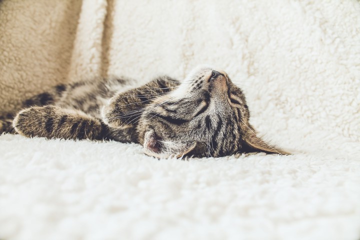 cat