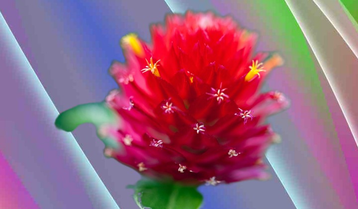 flower
