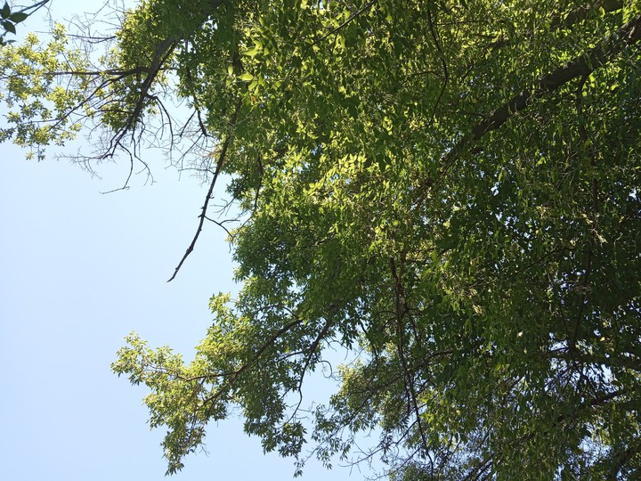 люблю зелень