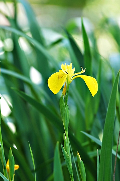 green, petal háttérképek