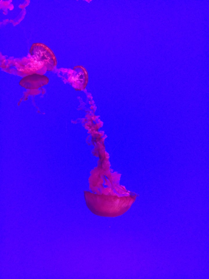 Purple Jellyfish