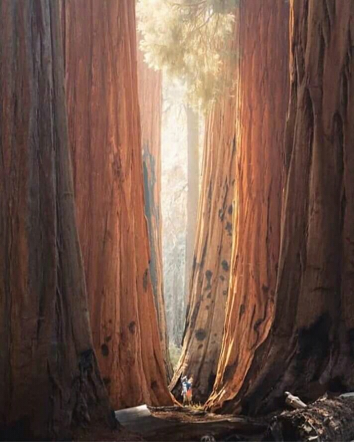 California forest