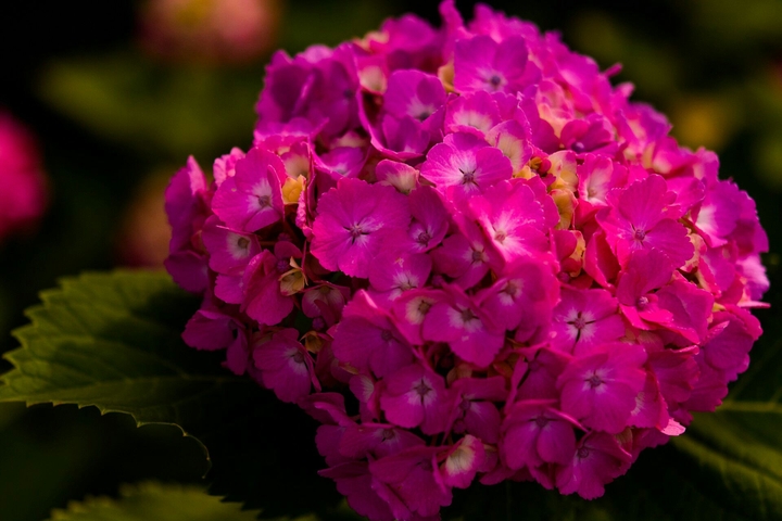 Flowers....