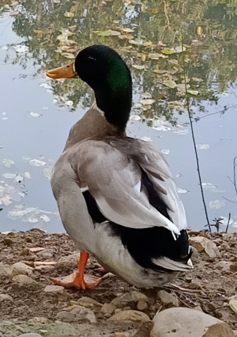 Duck