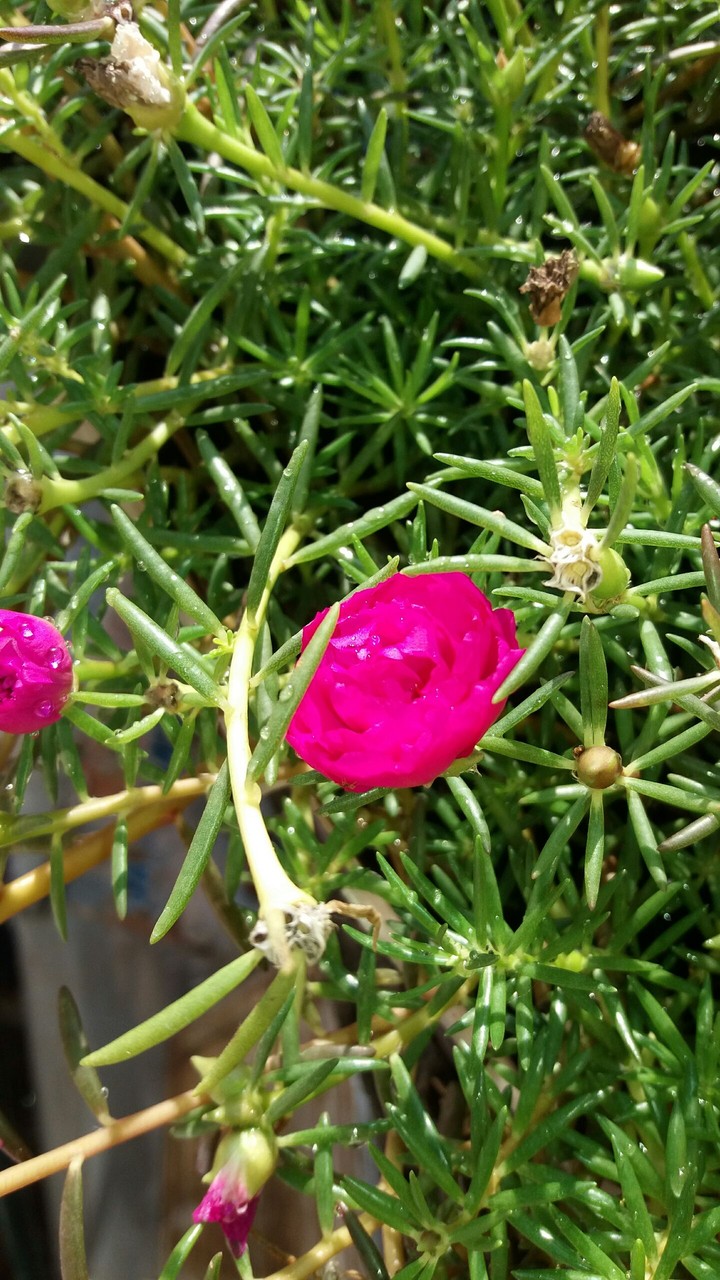 flower