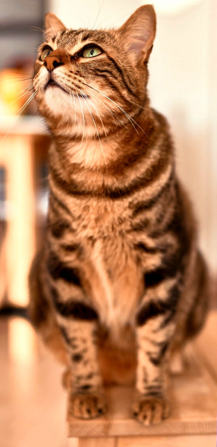cat