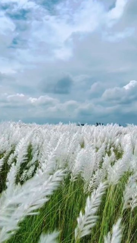 Blue, Field, Cumulus