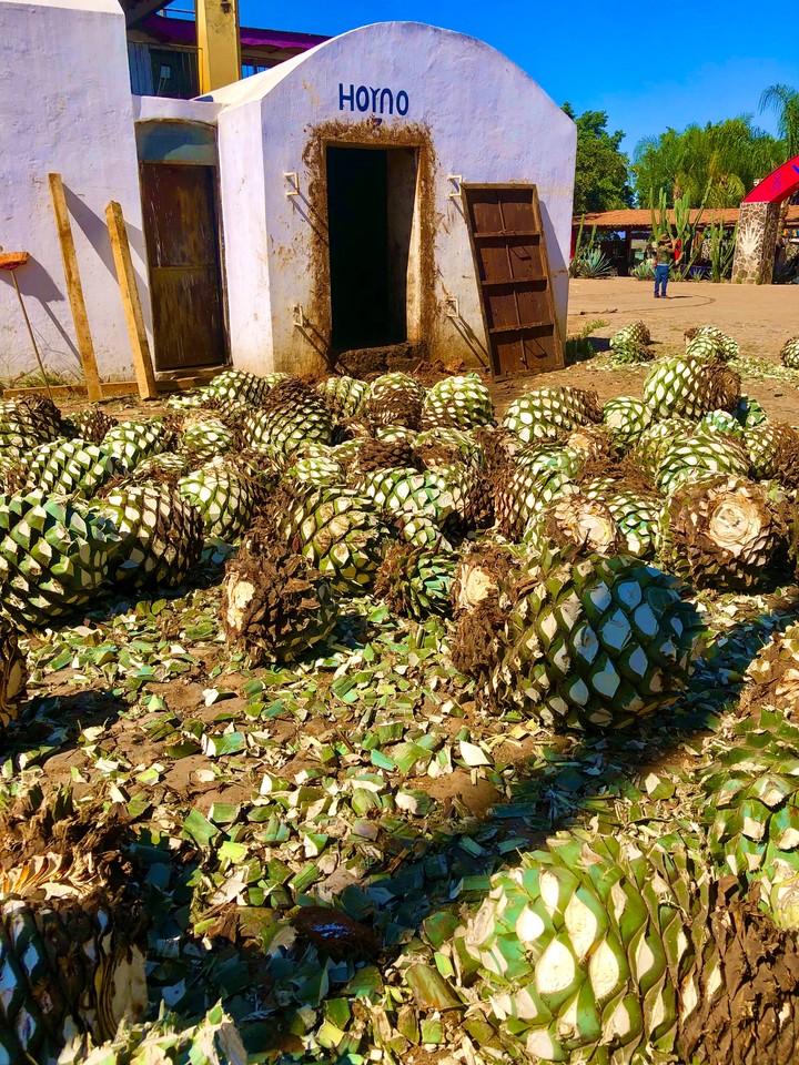 Piñas de Maguey