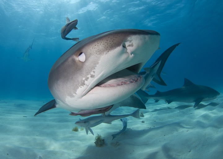 shark