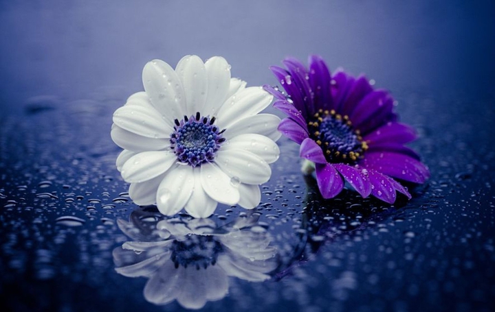 # flower duo