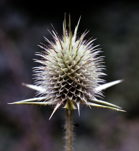 wildflower, teasel वॉलपेपर