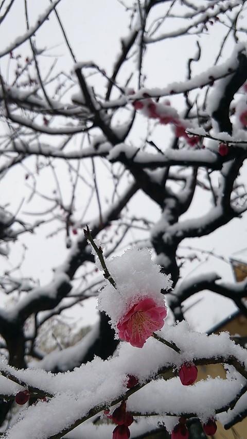 雪持ち梅