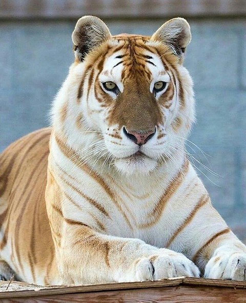 fondos de pantalla cat, tiger
