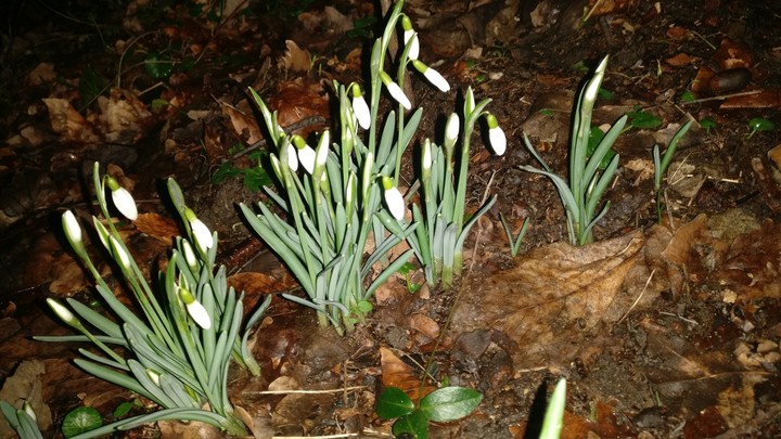 spring