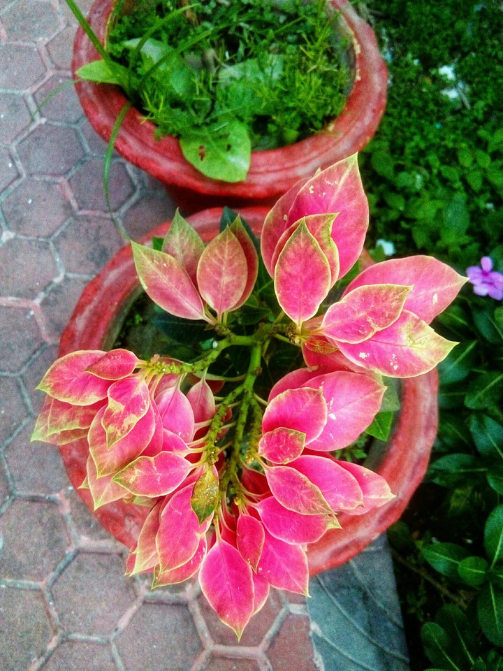 Beauty of Nature