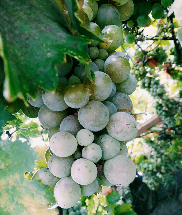 Grape vine