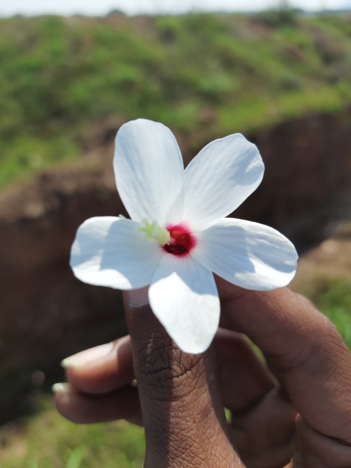 Flower