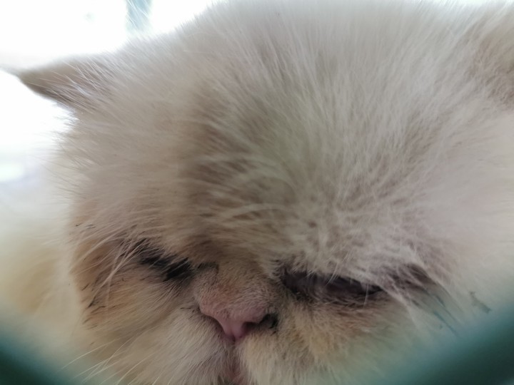 Sober Cat