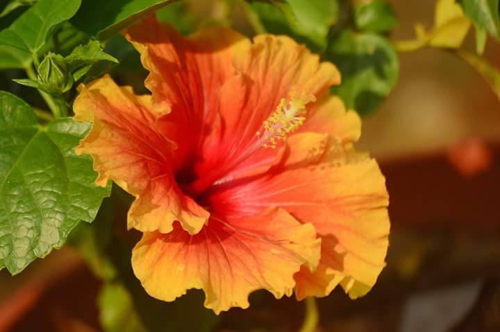 yellow chinarose