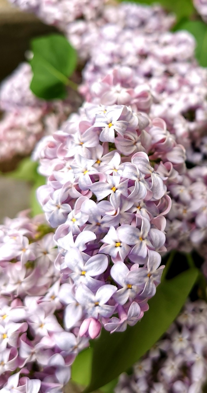 Lilas