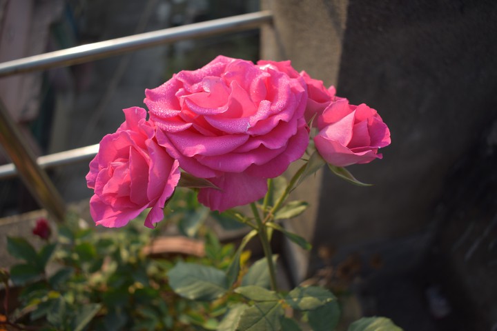 ROSE'S 5.. Click : BY ME..
