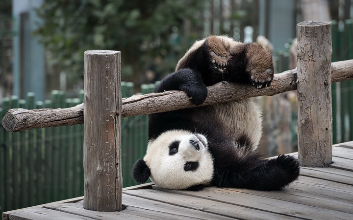 Panda 