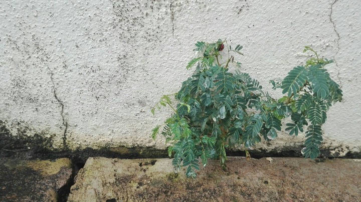 plant with a shy ladybug