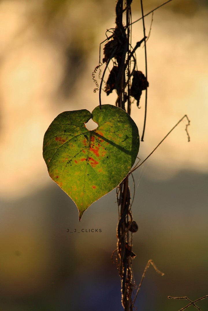 LOVE SYMBOL .