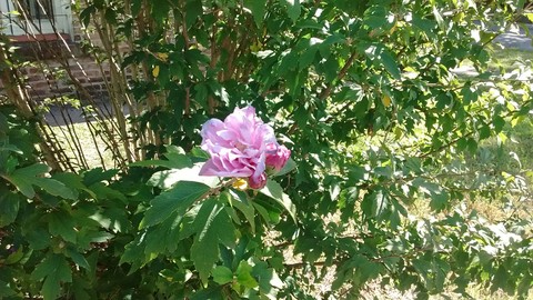 flor