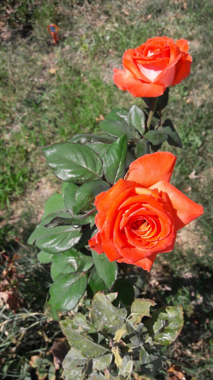 #rose