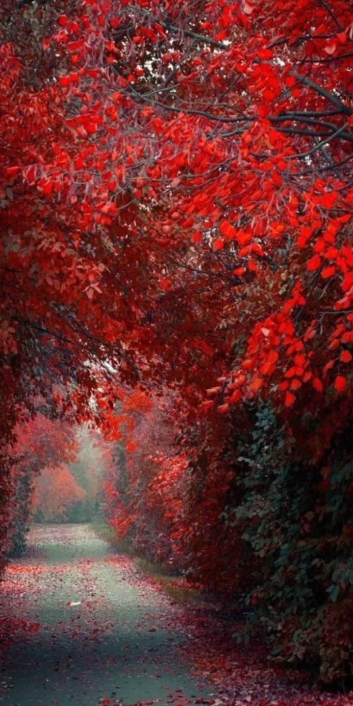 red leaves??