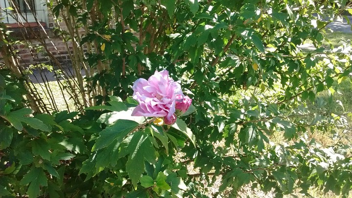 flor