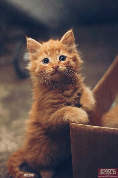 Kotэ