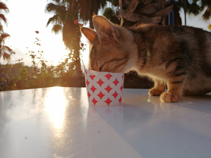 CAT ?