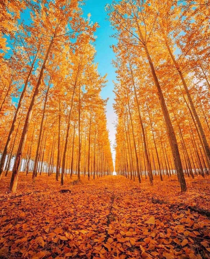 scenery nature