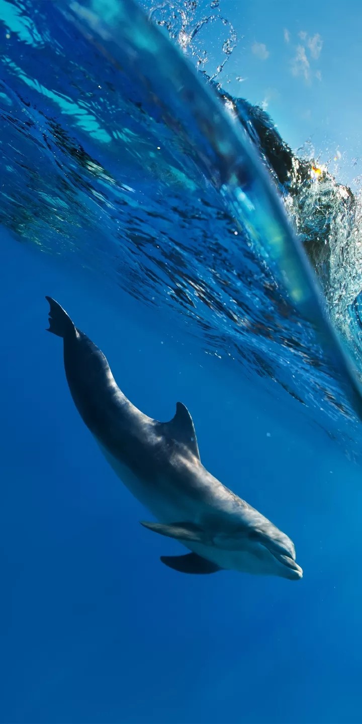 Dolphin