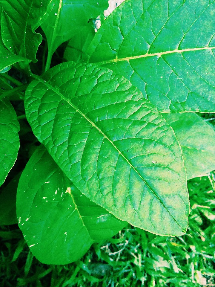 Green World:))