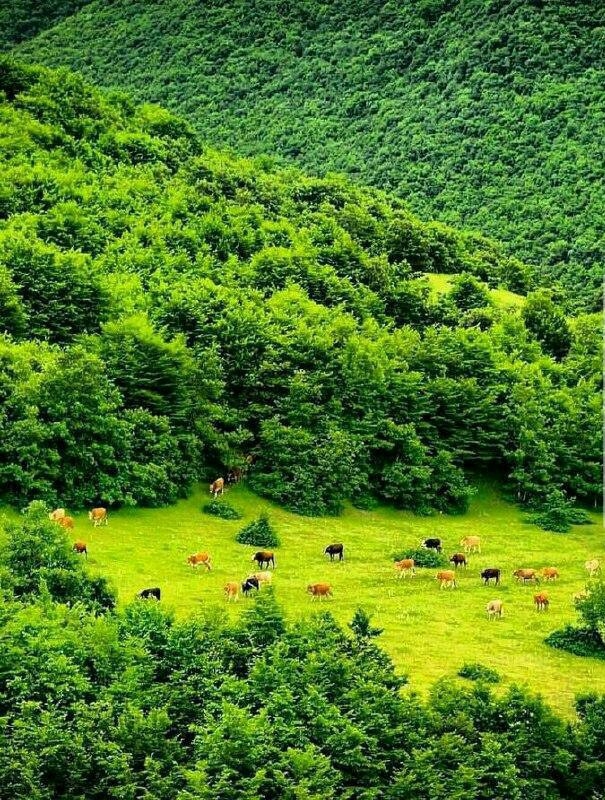طبیعت