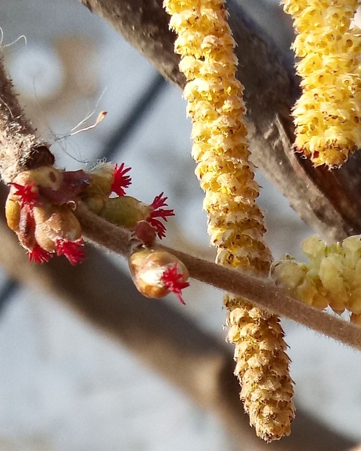 Spring