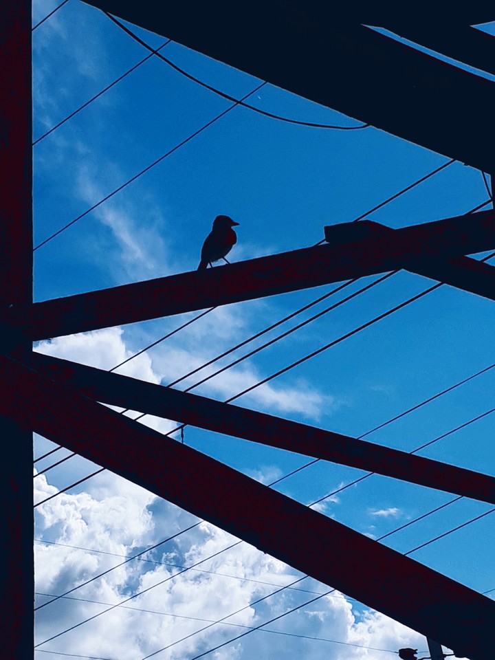 Silhouette of bird