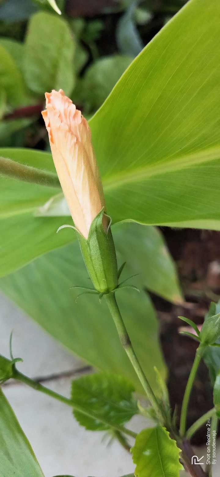 Un known  Flower