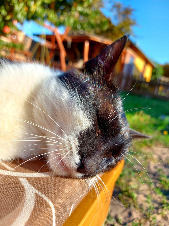 cat