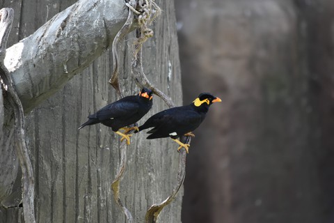 bird