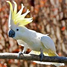 Kakatu